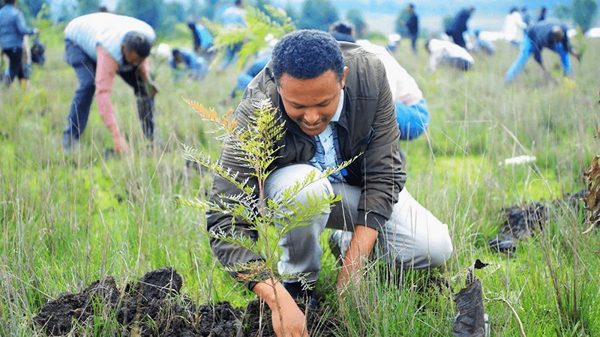 Ethiopia nỗ lực phủ xanh đất nước