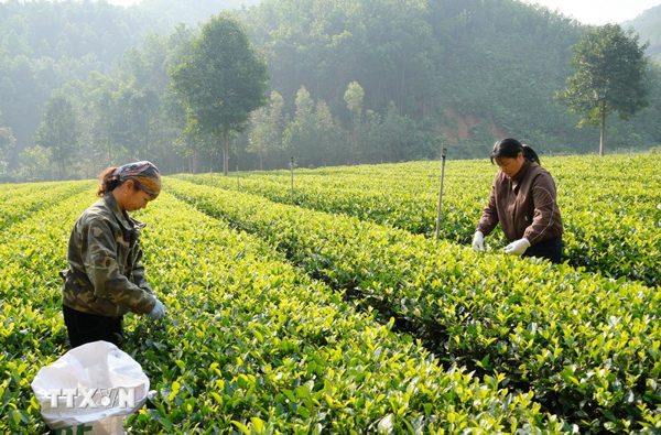 Festival Trà Quốc tế 2026: Cơ hội quảng bá hình ảnh địa phương ra thế giới