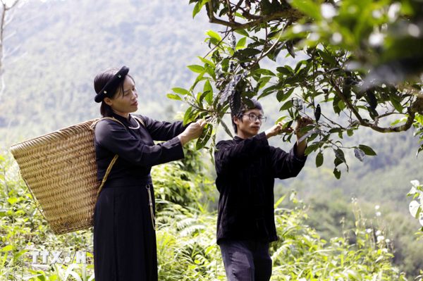 Festival Trà Shan tuyết Lào Cai - đưa những cây chè cổ thụ đến với thị trường