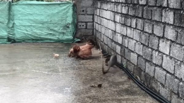 Gà mẹ tấn công rắn hổ ngựa khiến kẻ săn mồi phải tháo chạy
