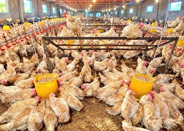 Gác máy ảnh, về ngoại thành làm nông nghiệp sạch