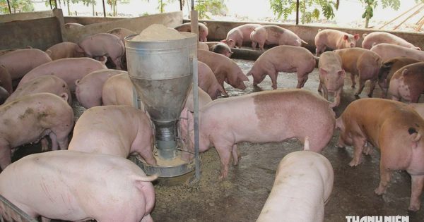 Gần 2.500 cơ sở chăn nuôi ở Đồng Nai ngừng hoạt động, lý do là gì?