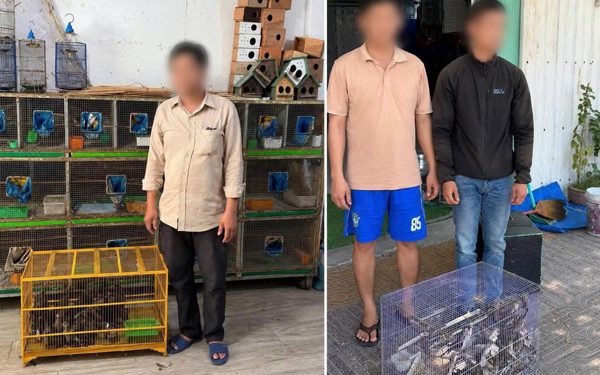 Gần 300 con chim chào mào, chích chòe... không rõ nguồn gốc ở điểm bán chim cảnh tại Phan Rang