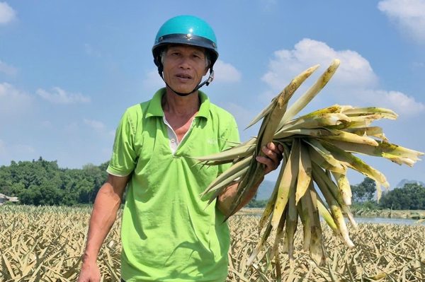 Gần 300ha dứa chìm trong nước, nông dân Thanh Hóa nguy cơ mất trắng trăm tỷ