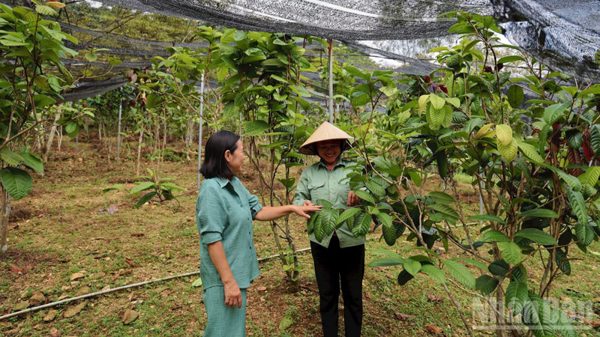 Gắn nghiên cứu với bảo tồn dược liệu