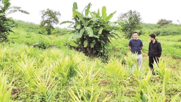 Gắn phát triển dược liệu với bảo tồn đa dạng sinh học