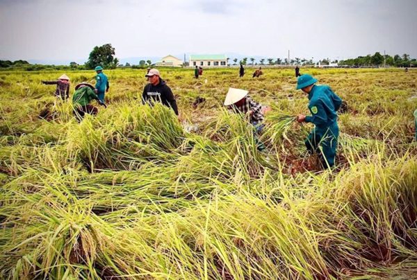 Gắng sức kéo mùa về sau mưa lớn