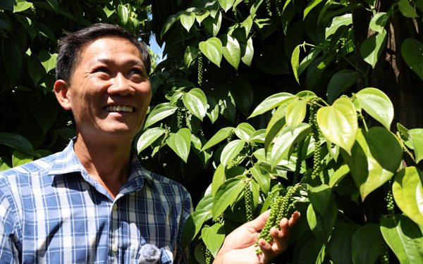 Gặp 'cha đẻ' tiêu Tùng Linh và khát vọng nâng tầm thương hiệu hồ tiêu Việt
