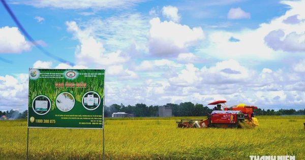 Gặt lúa sau 24 giờ có tiền, nông dân Cà Mau bớt lo 'được mùa mất giá'