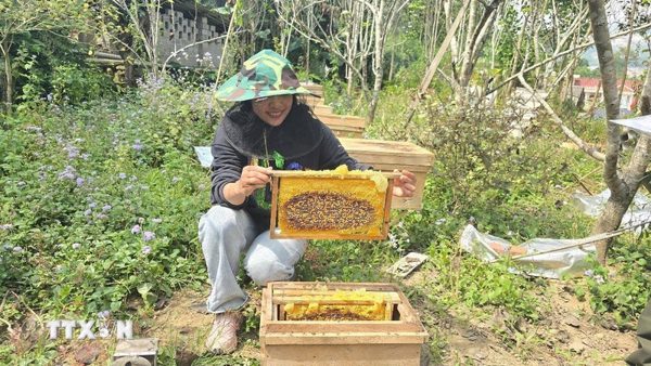 Gây dựng sinh kế xanh bền vững dưới tán rừng Hoàng Liên ở Lào Cai