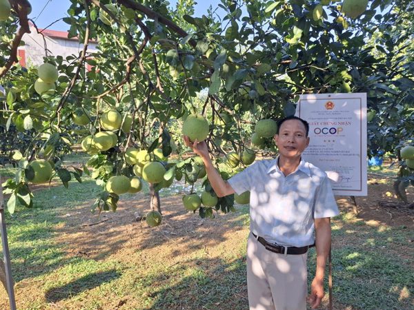 Ghép cải tạo rải vụ, nâng giá trị bưởi OCOP ở Yên Bài