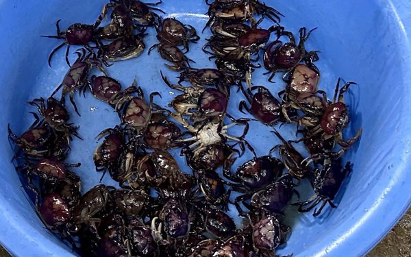 Giá cả đầu ngày: Cua đồng đắt hàng, tiểu thương không đủ bán, giá lúa tăng nhẹ
