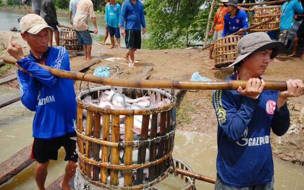 Giá cả đầu ngày: Giá cá tra, cá linh cùng giảm nhẹ, siêu thị tung khuyến mãi 20-10
