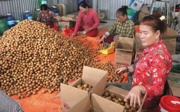 Giá cả đầu ngày: Heo, gà nhập khẩu giá rẻ tràn chợ; Thanh nhãn cuối vụ vẫn đắt, giá dừa giảm