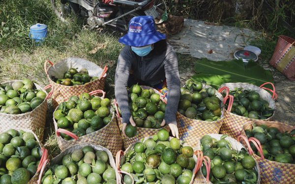 Giá cả đầu ngày: Khoai mì, cam sành đồng loạt tăng giá, người trồng phấn khởi; rau xanh vẫn đắt lên