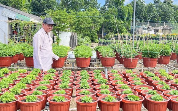Giá cả đầu ngày: Nhà vườn miền Tây vào vụ hoa Tết, vẹm xanh New Zealand, ốc hương Myanmar... vào mâm cơm Việt