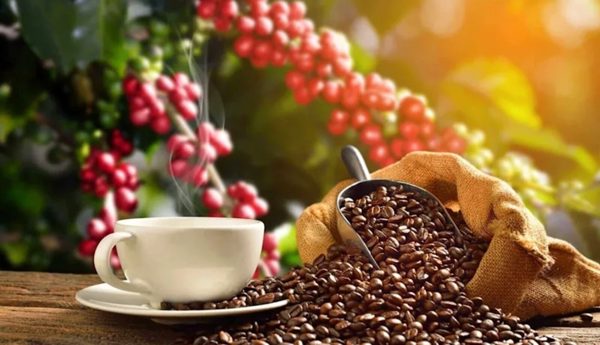 Giá cà phê hôm nay 27/8/2026: Giảm mạnh, xuống thấp nhất trong 1 tuần
