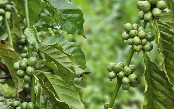 Giá cà phê rời mốc 95.000 đồng/kg, vụ mới có thể còn gây sức ép
