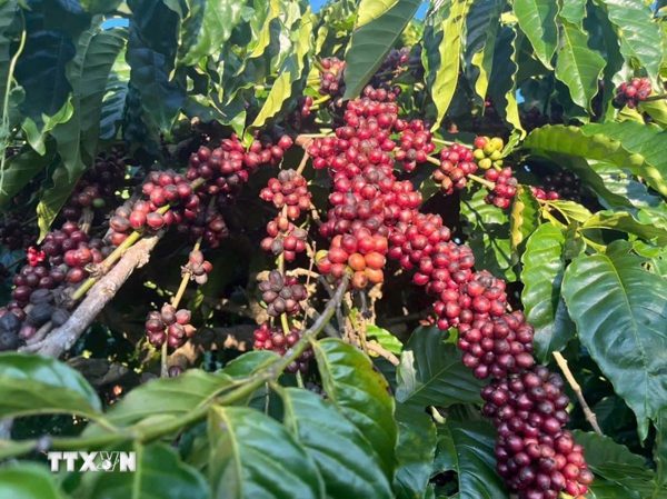 Giá càphê trong nước đi ngược thị trường thế giới