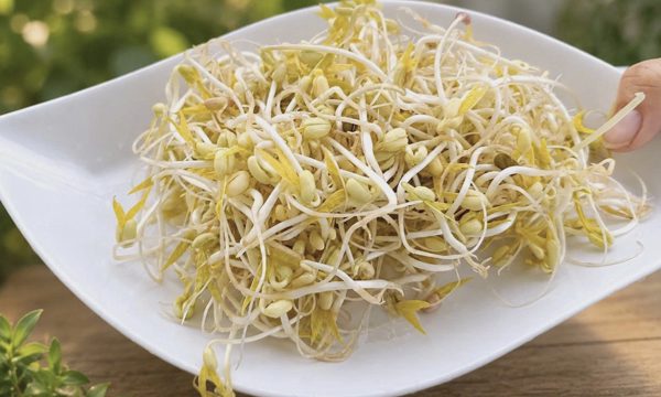 Giá đỗ - món ăn bình dân giúp hạ đường huyết, phòng ngừa bệnh tật
