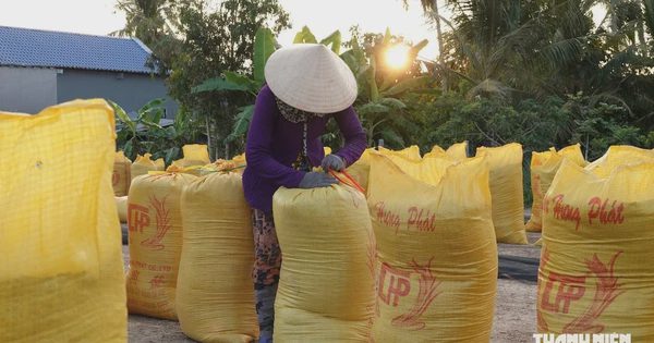 Giá gạo Việt Nam chạm đáy dù nhu cầu nhập khẩu tăng, vì sao?