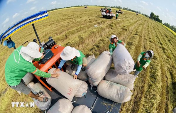 Giá gạo xuất khẩu vẫn duy trì trạng thái ổn định