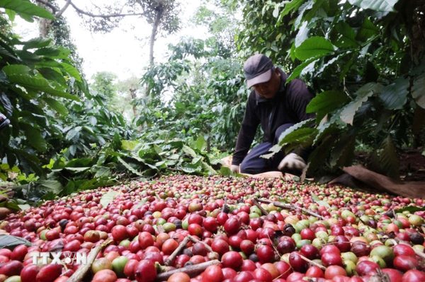 Giá giảm, càphê chờ nguồn cung vụ mới và xu hướng thị trường toàn cầu