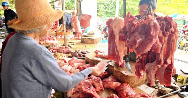 Giá heo hơi hôm nay 15.9.2026: Tăng nhẹ vài nơi