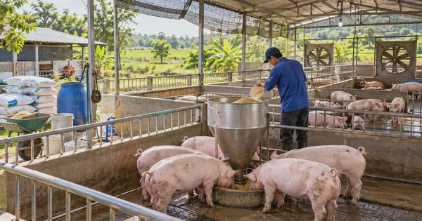 Giá heo hơi hôm nay 21.10.2026: Thấp nhất 47.000 đồng/kg