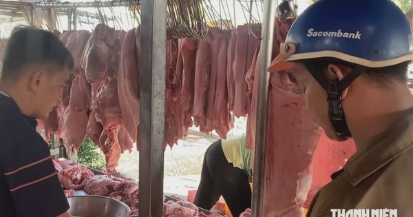Giá heo hơi hôm nay 24.8.2026: Miền Bắc đồng loạt tăng, cao nhất 59.000 đồng/kg