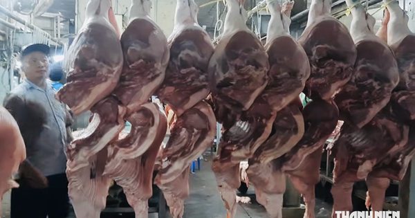 Giá heo hơi hôm nay 26.10.2026: Thấp nhất trong 2 năm qua