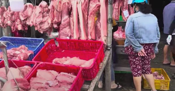 Giá heo hơi hôm nay 28.9.2026: Đà giảm chưa dứt