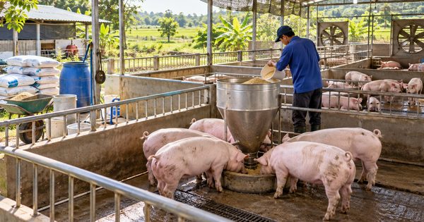 Giá heo hơi ngày 14.10.2026: Đà giảm tiếp diễn, có nơi chỉ còn 50.000 đồng/kg