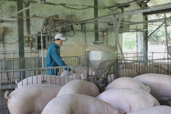 Giá heo hơi về đáy nhiều năm, nông dân nuôi 4 tháng lãi 80.000 đồng