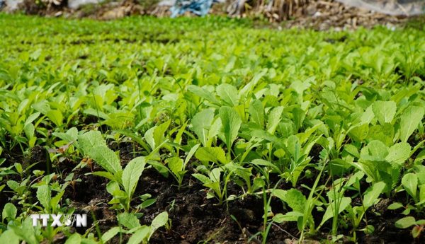 Gia Lai phát triển công nghệ sinh học, hướng tới hình thành nông nghiệp xanh