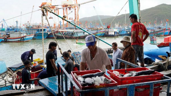 Gia Lai siết chặt quản lý, giám sát hành trình tàu cá để gỡ "thẻ vàng" IUU