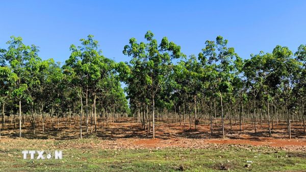 Gia Lai tìm hướng chuyển đổi cho hàng nghìn ha cao su kém phát triển