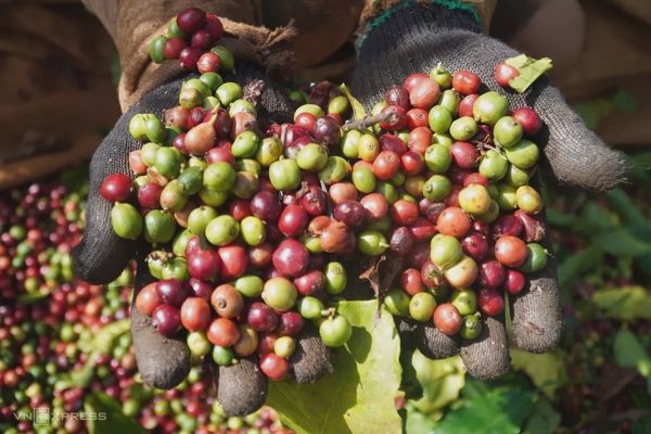 Gia Lai tìm hướng đưa nông sản lên bàn ăn thế giới