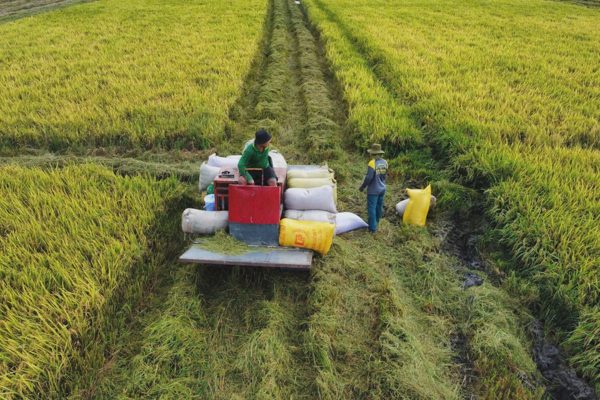 Giá lúa giảm, Hiệp hội lương thực kêu gọi thu mua