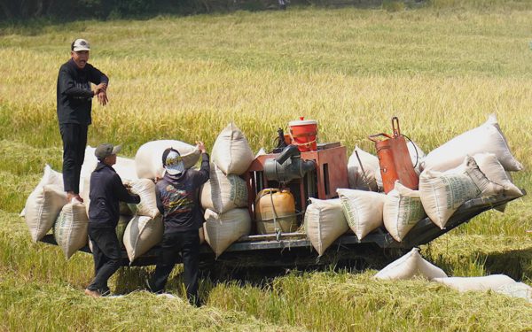 Giá lúa giảm sâu, nông dân miền Tây thua lỗ