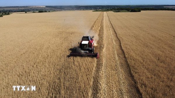 Giá lương thực thế giới tăng lên mức cao nhất kể từ cuối năm 2022