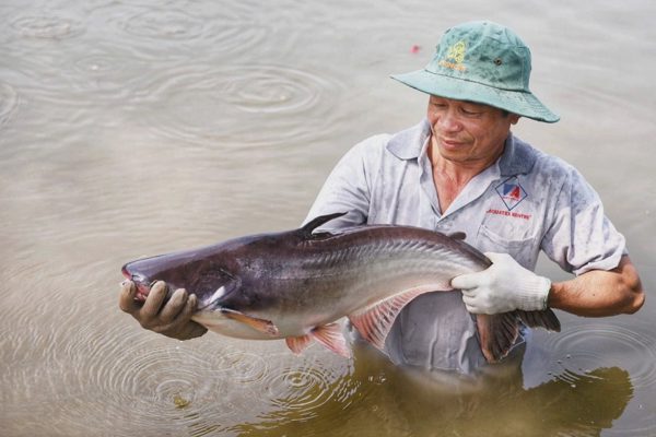Giá nông sản hôm nay 20/9: Một loại cá được khách Nhật mê, vào chuỗi sushi