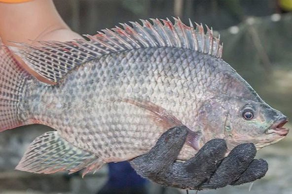 Giá nông sản hôm nay 21/9: Loại cá vừa xuất sang Nhật làm sushi tăng giá