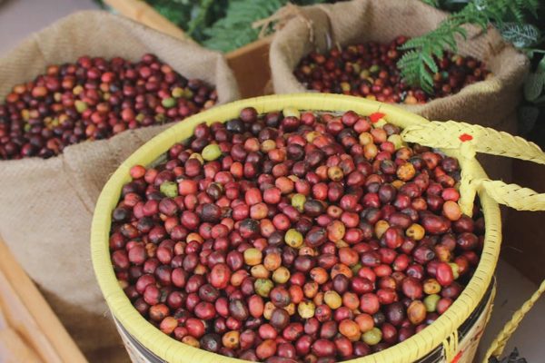 Giá nông sản hôm nay 26/8: Cà phê quay đầu giảm, lúa gạo giao dịch chậm