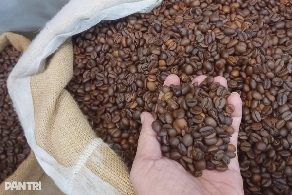 Giá nông sản hôm nay 6/9: Cà phê tăng mạnh, heo hơi lên 60.000 đồng/kg
