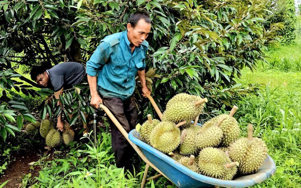 Giá sầu riêng bất ngờ tăng giúp nhiều nông dân Tây Nguyên thu tiền tỉ
