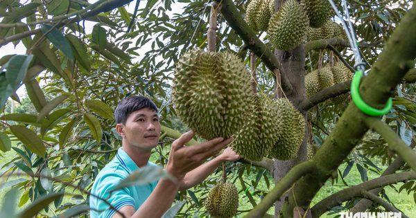 Giá sầu riêng bất ngờ tăng mạnh