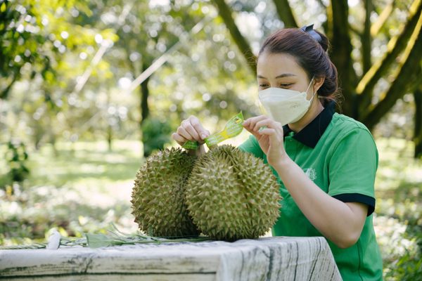 Giá sầu riêng Thái tại Đắk Lắk vượt 100.000 đồng/kg