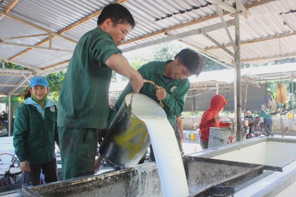 Giá “vàng trắng” tăng mạnh, nông dân phấn khởi