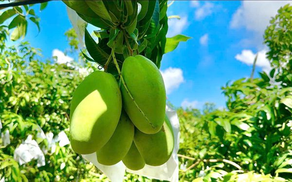Giá xoài miền Tây ổn định, nhiều nhà vườn thu hoạch rộ để cung ứng xoài xuất khẩu